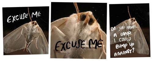 Three close-up photos of a moth, with the text “Excuse me... excuse me. Do you have a lamp I could bump up against?”